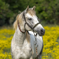 Интересные факты о лошадях