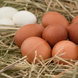 Снеси нам, курочка, яичко