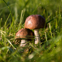 Как правильно собирать грибы.