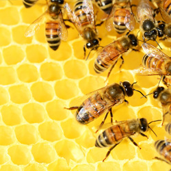 Стартовала ярмарка меда в Коломенском