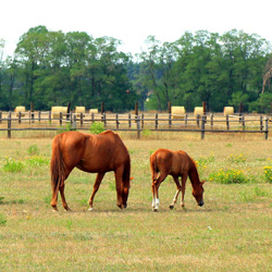 Сельский отель с домашними животными.