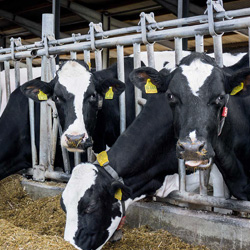 Роботам все равно, а коровам?