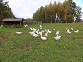 Наши животные